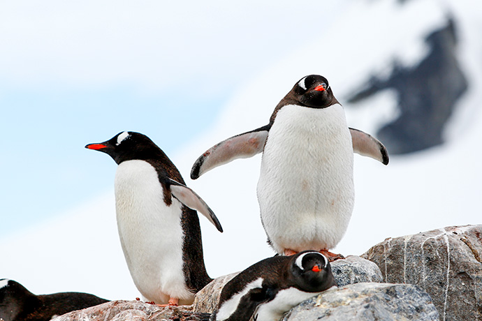 Stehende und liegende Pinguine in der antarktischen Halbinsel